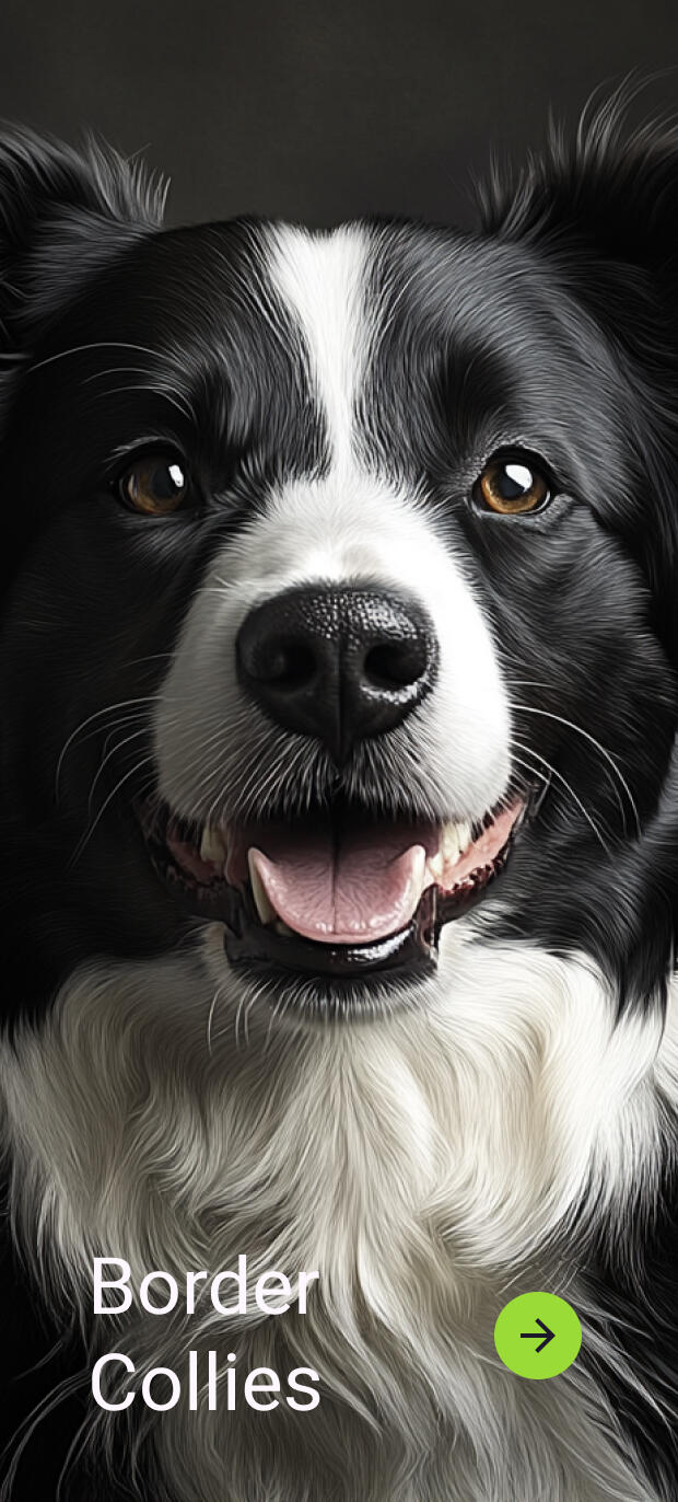 shop border collies