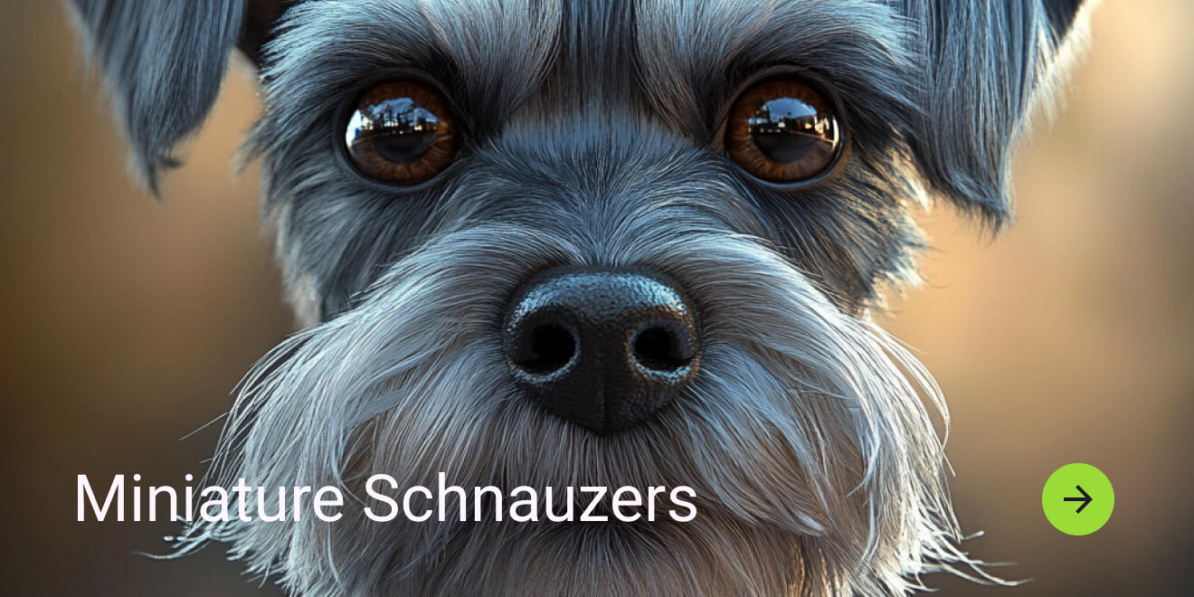 shop miniature schnauzers