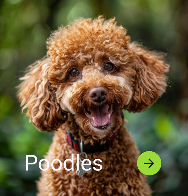 shop poodles