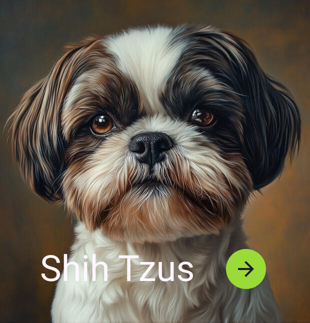 shop shih tzus